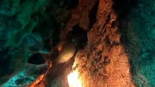 Mottled Grouper - Dusky Grouper - Octopus - Sargos - Spearfishing Cyprus Kıbrıs Zıpkınla Balık Avı