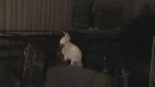 Dance