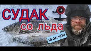 Pike perch from ice 13 01 2024