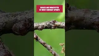 The Quick Guide to Getting Rid of Scale Insects! [DIY Pest Control]