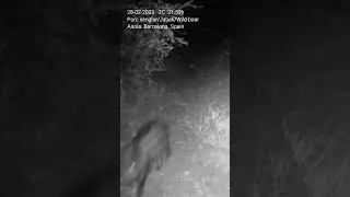 Porc senglar/Jabalí/Wild boar. Fototrampeo. Camera trap. Wildlife. Hunt.