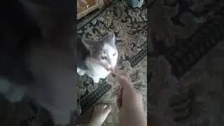Буся ест паштет