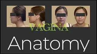 DO YOU KNOW YOUR VAGINA? | Understanding Key Structures and Functions | Dr. David Matlock