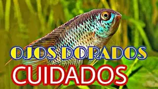 Cuidados del Ciclido enano de ojos dorados (Nannacara anomala Regan)