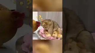 семейные разборки ч.2 