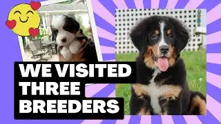 We Visited Three Bernese Mountain Dog Breeders | VLOG Ep.1