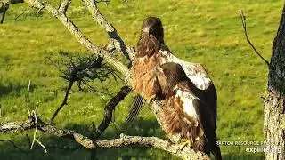 Decorah North :🦅🦅  A double  heraldic pose simultaneously! (explore.org 07 12 2022)