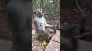 Meditasyon yapan maymun 😁