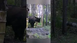 ПОДКРАЛСЯ НЕЗАМЕТНО К ЗЕРКАЛУ. 