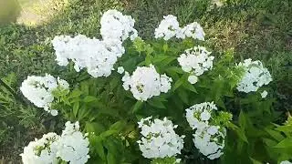 п.Темп