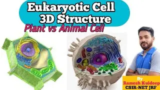 Eukaryotic Cell Structure 3D Animation | difference between plant cell and animal cell Neet biology