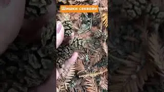 Шишки секвойи для флориста и декоратора