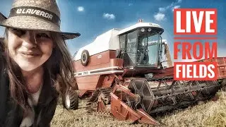 🔴LIVE FROM FIELDS - LAVERDA 3790R - RICE HARVESTING 2017