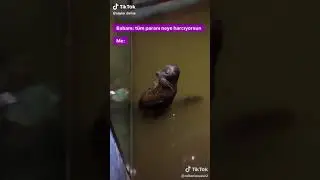 Açım diyen fok