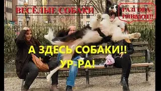 ВЕСЁЛЫЕ СОБАКИ разговаривают!