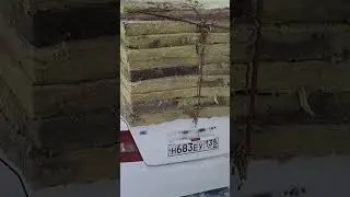 мошин бомба тамошо кун лайка бшап 😂