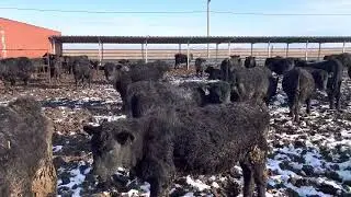 Ангусята после лечения от чесотки