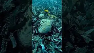 A arte de fazer nada como uma tartaruga 🐢
