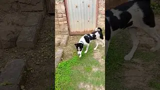 Puppy Dog
