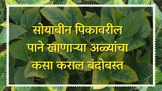 सोयाबीन पिकावरील पाने खाणाऱ्या अळ्यांचा कसा कराल बंदोबस्त