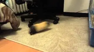 Guinea Pig Running Wild
