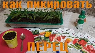 ПИКИРОВКА РАССАДЫ ПЕРЦА без ошибок!