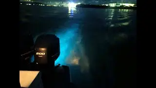 THE LUMIONOUS LAGOON IN JAMAICA