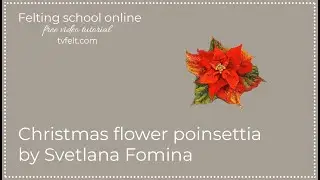 Christmas flower poinsettia