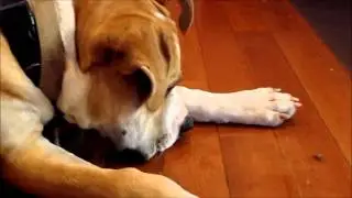 Dog vs. Stink Bug (Who will win?)