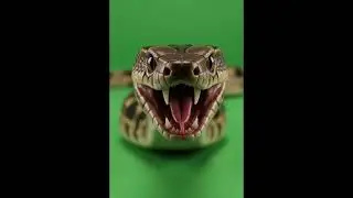 Free Snake Green Screen Footage — Download & Use!