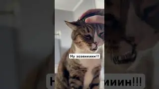 Умный кот Вася пришел меня будить