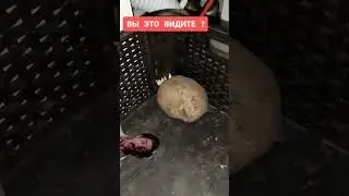 Заметили?