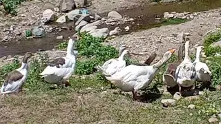 QAZLAR NECE AYINDA YUMUTAYIR VE NE QEDER ? BALASI NECE GUNE CIXIR ?