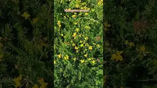 05.08.24г🌹Луговые и не только цветы!!!😊