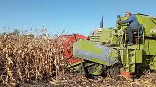 Косим кукурузу мини комбайном  CLAAS 2021