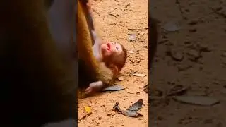 Обезьяна УБИВАЕТ детёныша
