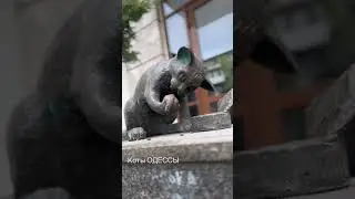 Коты Одессы