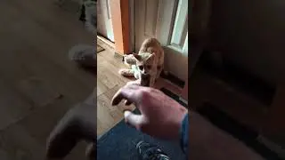 Не мешайте мне #кот #cat #смешныевидео