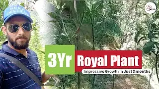 3 Year Royal Plant | Impressive Growth in just 3 months!