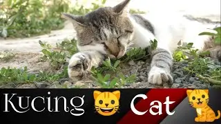 Mungkin Kucing ini capek jadi perlu istirahat