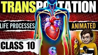 Transportation class10 / transportation in human beings / transportation in plants / Life Processes