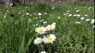 Papatyalar İlkbahar