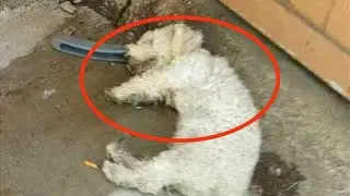 Прохожие посчитали эту собаку мертвой, но она ждала помощи...