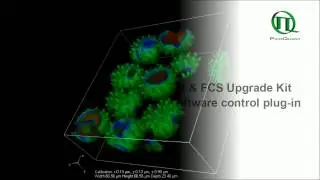 3D FLIM z-stack of Daisy pollen