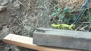 Fence Lizard doing Pushups
