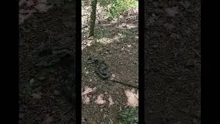 Snake on a Trail