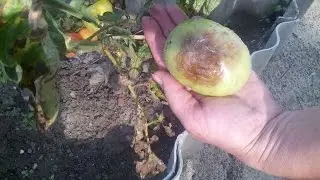 Late blight and copper wire