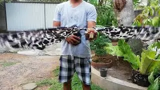 Ornithopter | robot bird