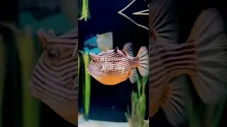 Come to the aquarium with me! 🐠 #aquarium #shorts #minivlog