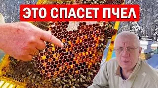 Перга и 100% Зимовка пчел на падевом меде. Как?